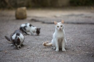 Isla de los gatos abandonados en Brasil