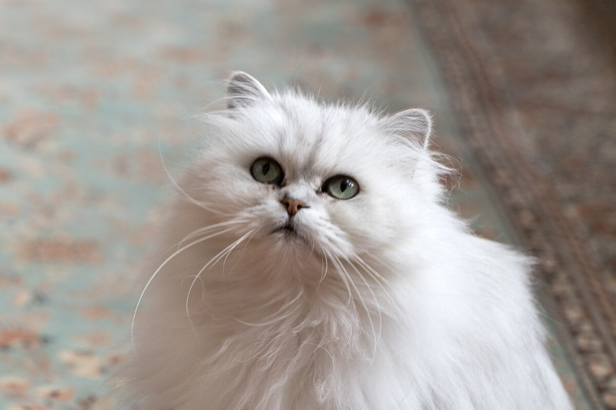 A Chantilly-Tiffany cat.