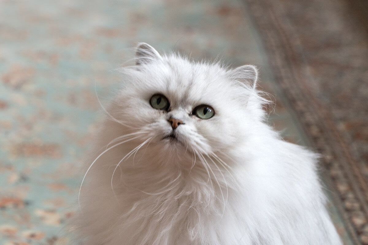 Chantilly-Tiffany Katze