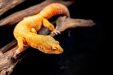 12 enfermedades comunes en el gecko leopardo