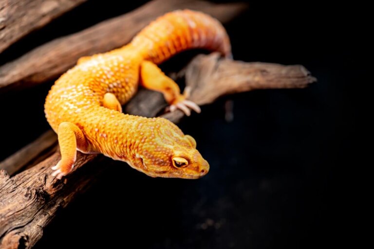 12 enfermedades comunes en el gecko leopardo