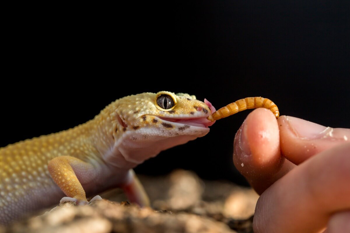 Un gecko léopard mange des vers.