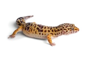 A mi gecko leopardo se le ha caído la cola: ¿qué hacer?