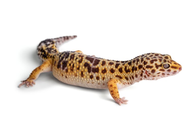 A mi gecko leopardo se le ha caído la cola: ¿qué hacer?