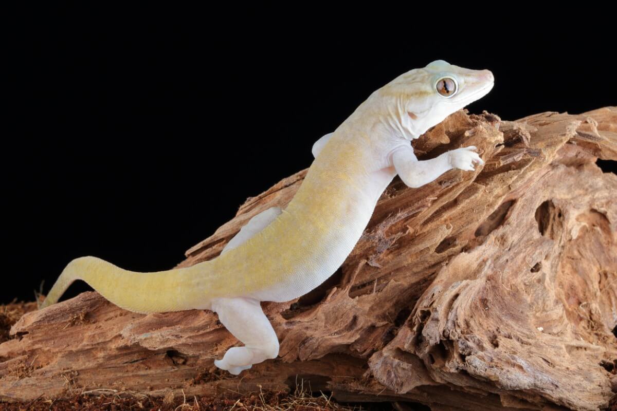 Un gecko doré escalade un mur.