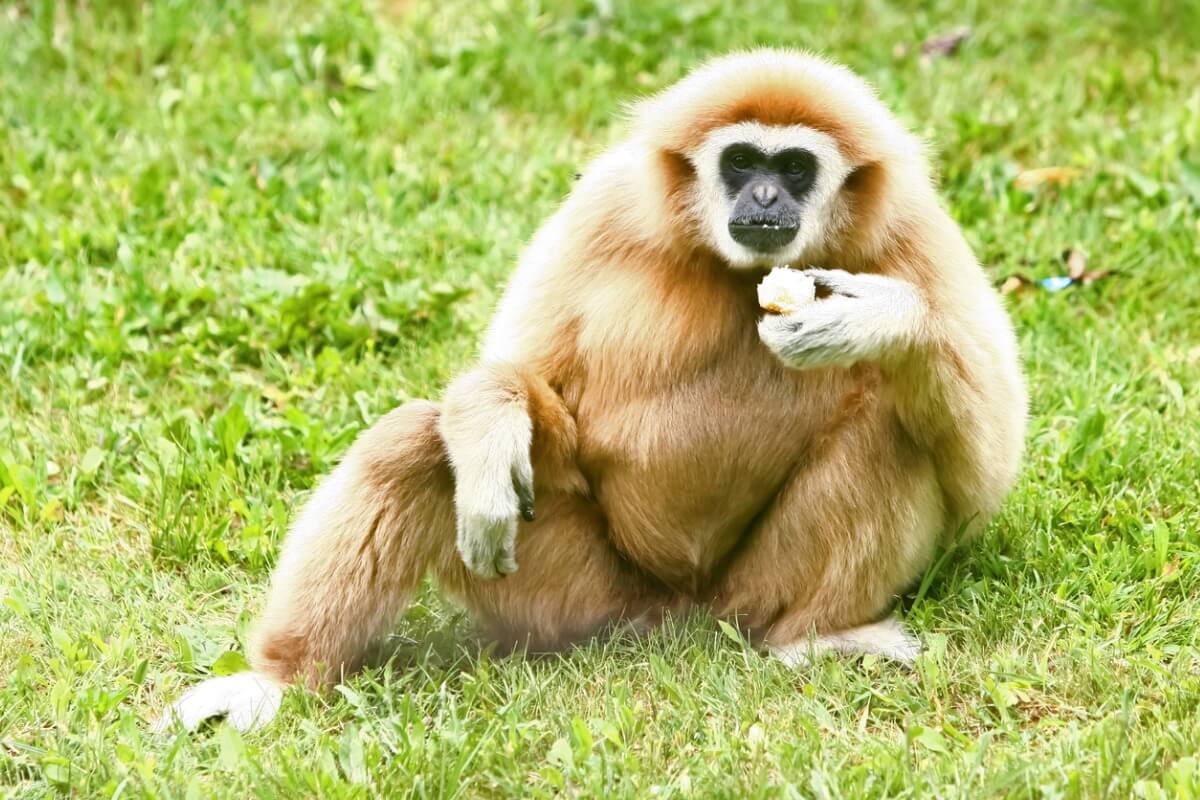 ¿Qué comen los monos?