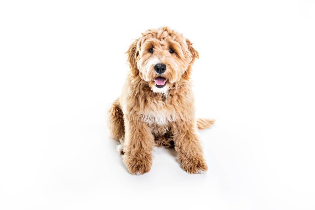 Un goldendoodle sobre un fondo blanco.