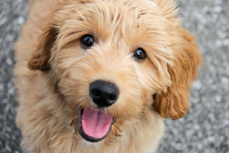 Goldendoodle: todo sobre esta raza