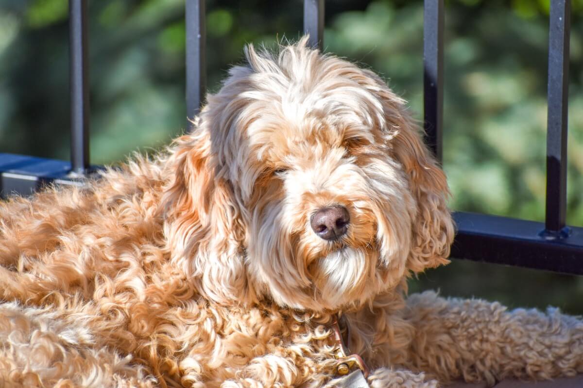 Un goldendoodle tumbado en el suelo.