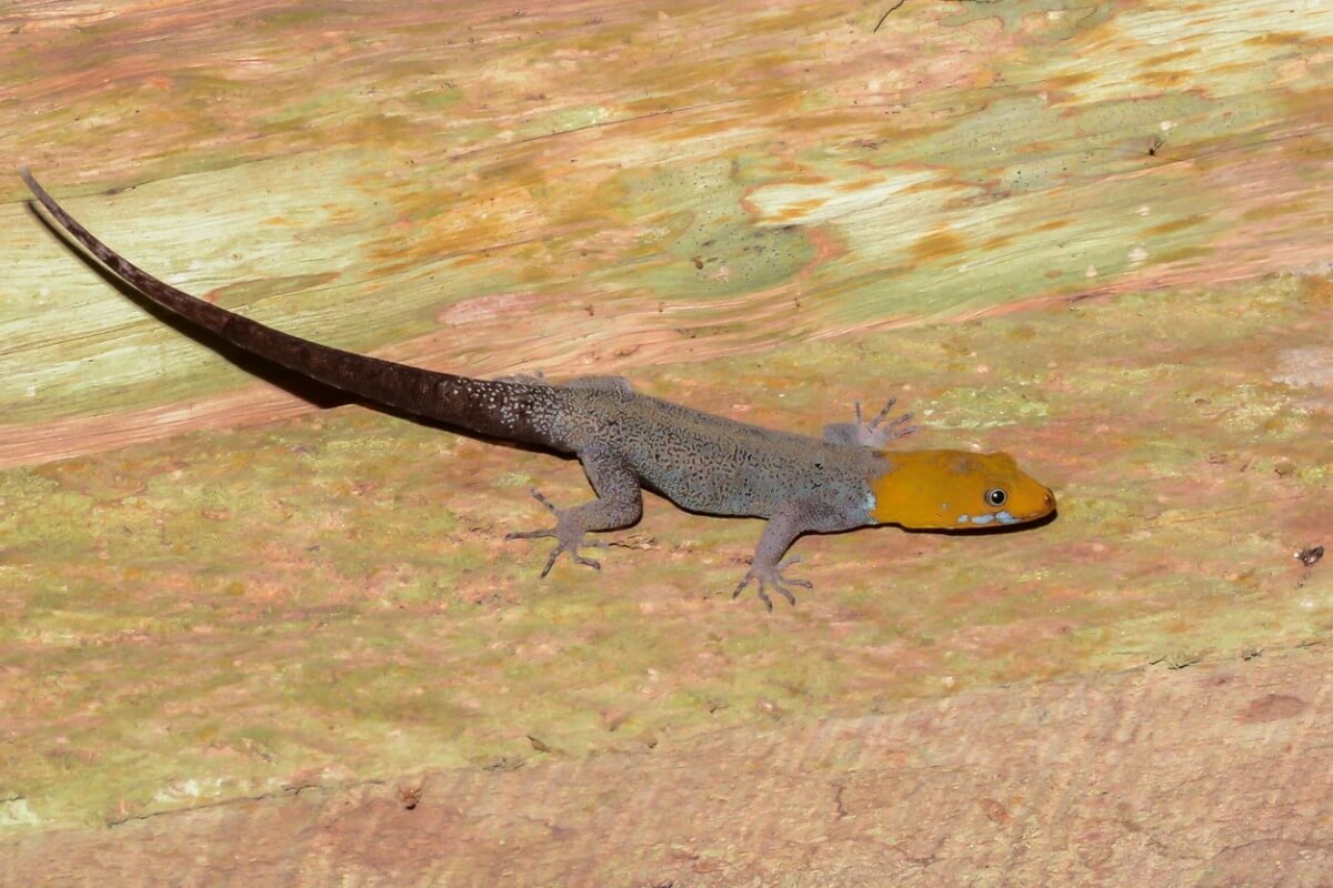 Un gecko gonatodes albogularis.