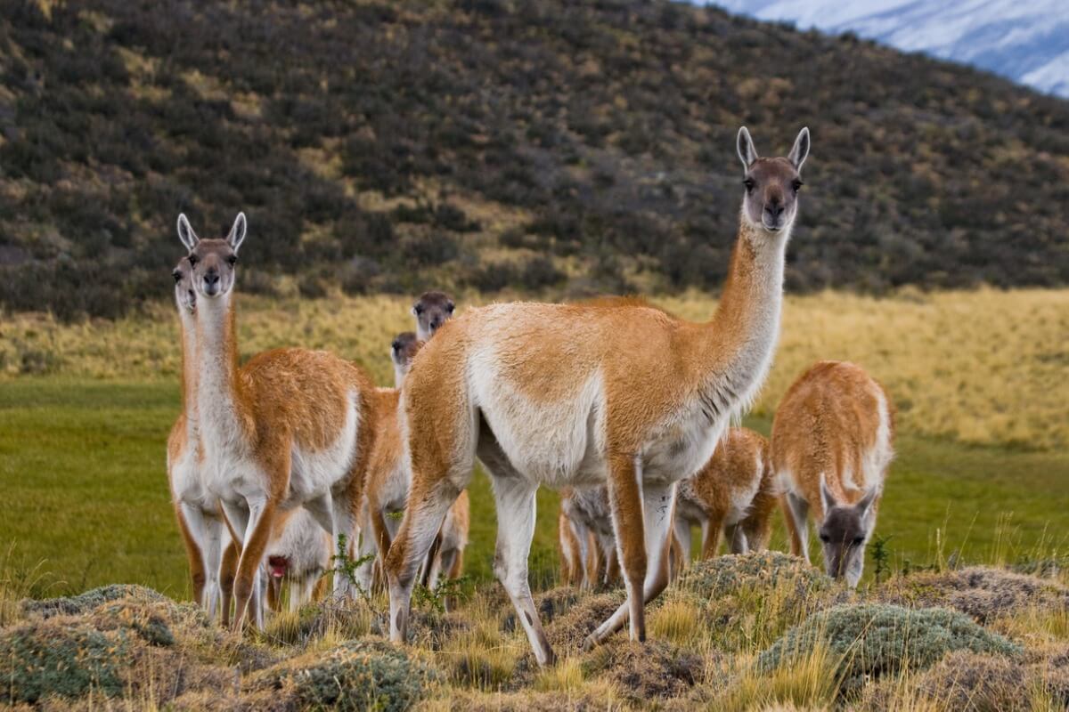 Un groupe de lamas.
