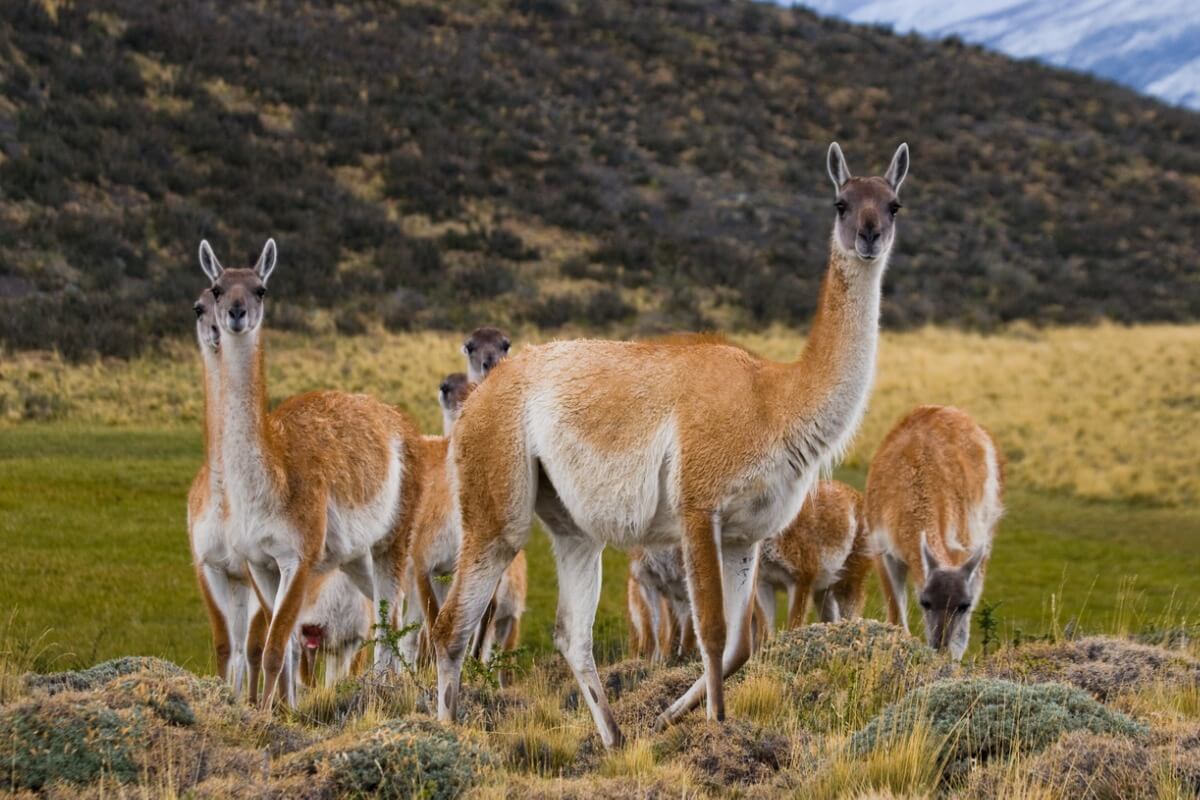 Un grupo de llamas.
