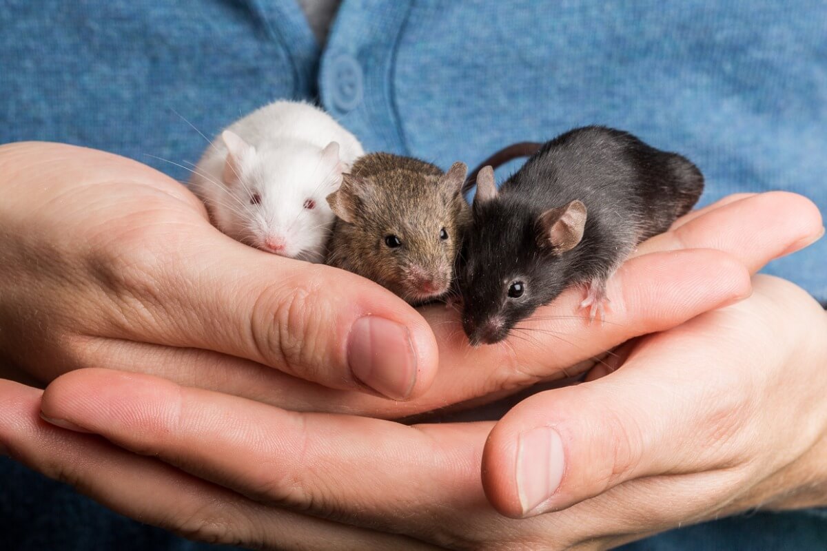 Un groupe de souris domestiques.
