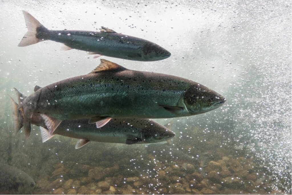 ¿Qué comen los salmones?