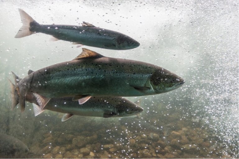 ¿Qué comen los salmones?