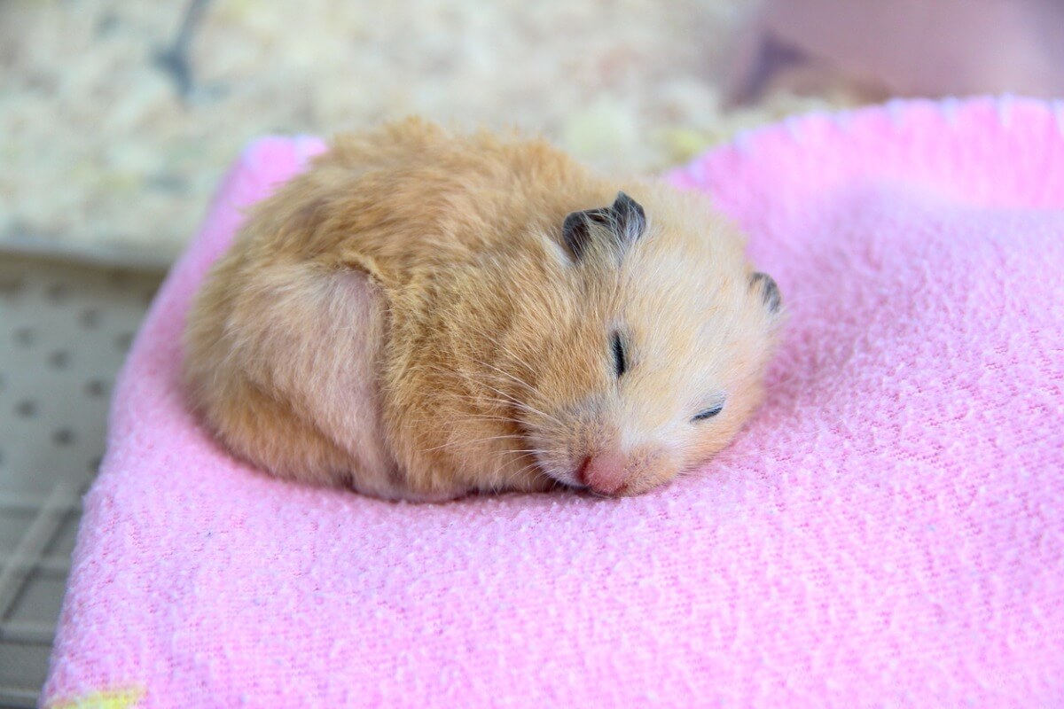 Um hamster dormindo em um cobertor.