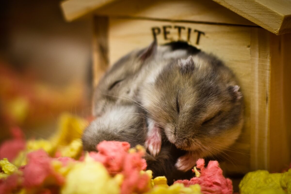 mutlu bir hamster