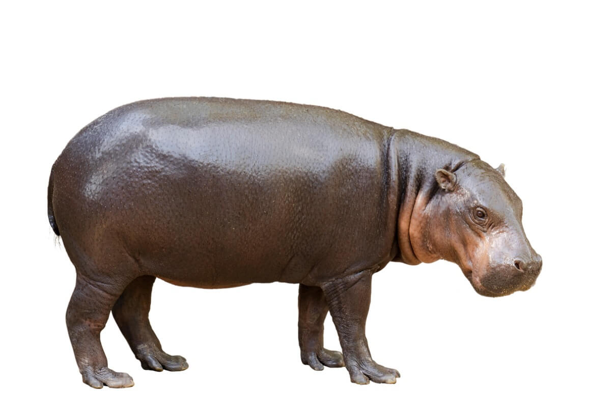 Un hipopótamo pigmeo sobre un fondo blanco.