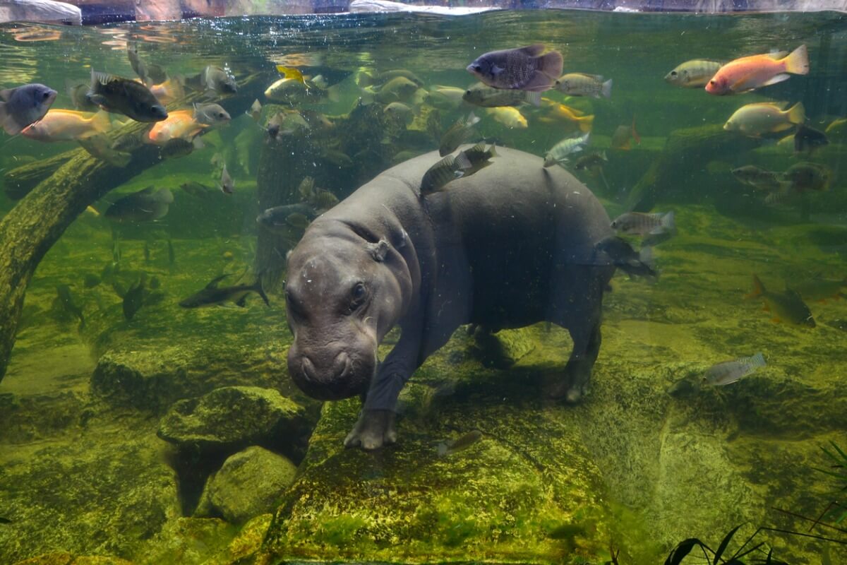 Un hipopótamo pigmeo bajo el agua.