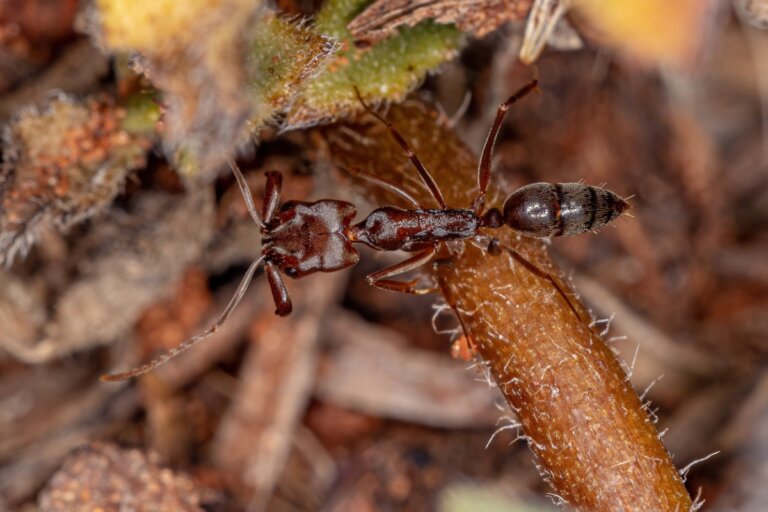 Hormigas de mandíbulas trampa: hábitat y características