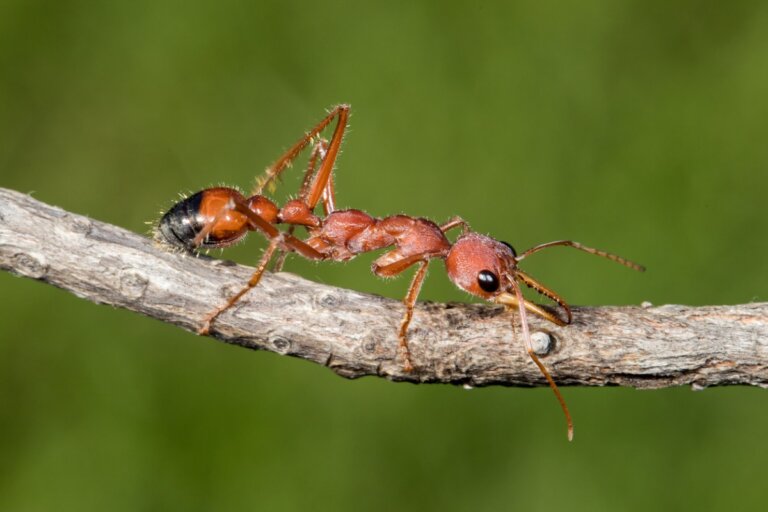¿Las hormigas pican o muerden?