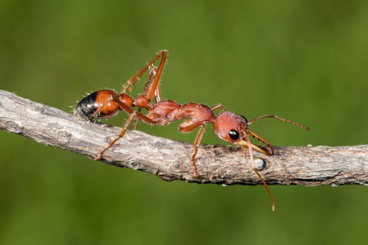 Una hormiga myrmecia sobre un palo.