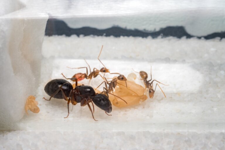Primeros pasos para cuidar una colonia de hormigas