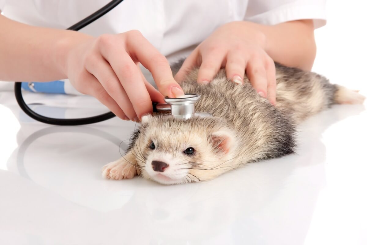 Un furet chez le vétérinaire.