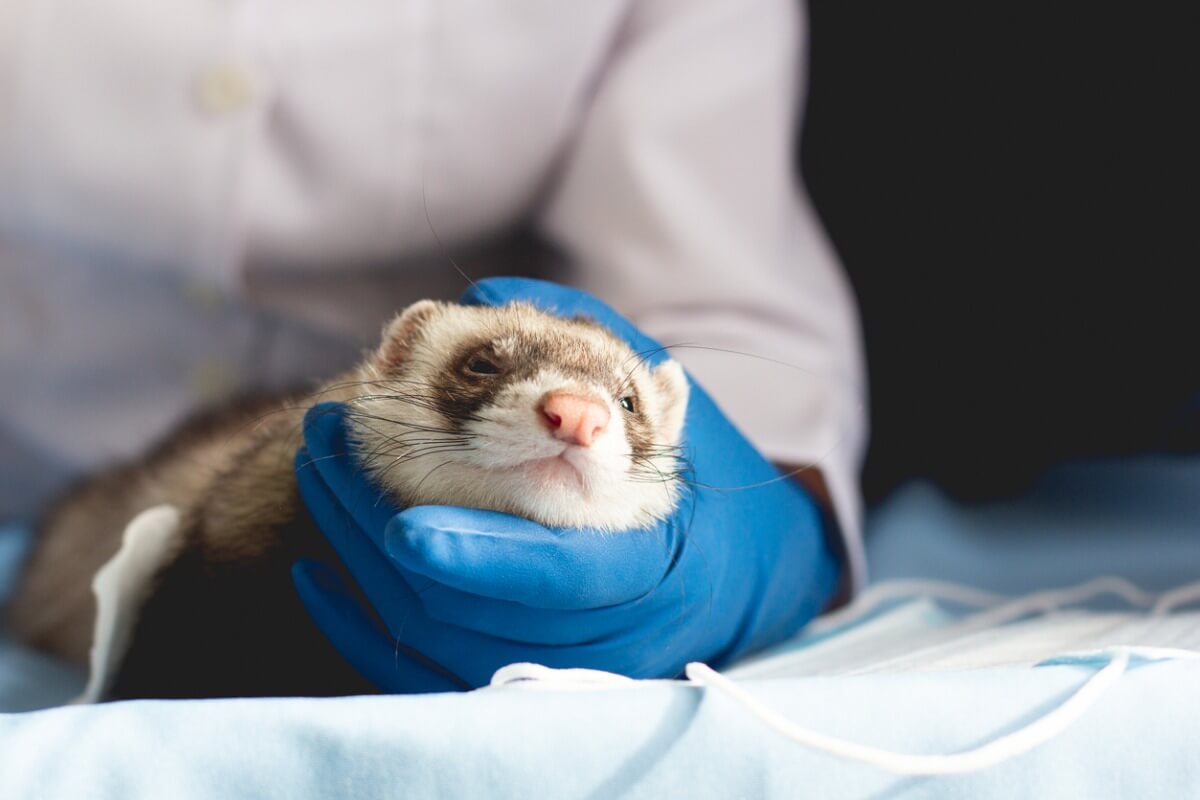 Ún hurón en el veterinario.