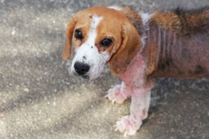 Ictiosis en perros: síntomas y tratamiento