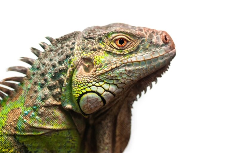 Las 12 enfermedades más comunes en iguanas