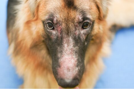 Infección por levaduras en perros: causas, síntomas y tratamientos