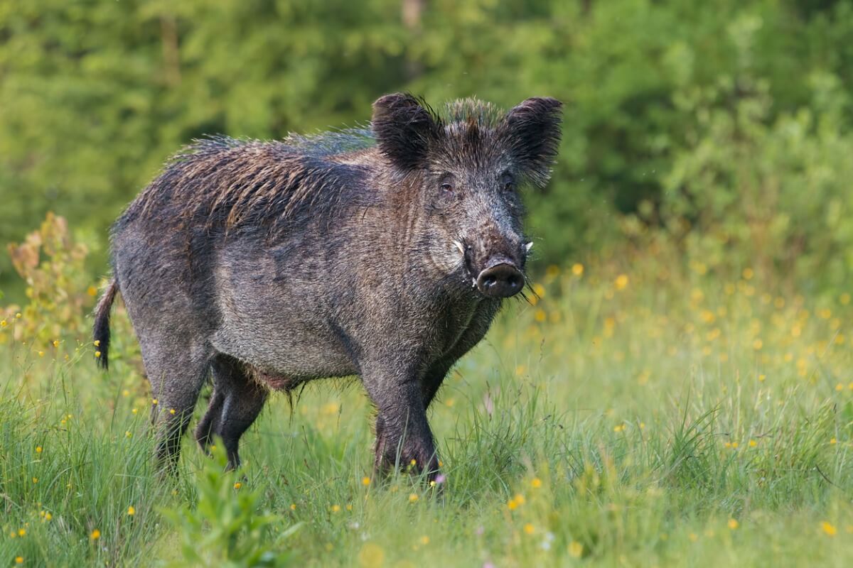 A wild boar.