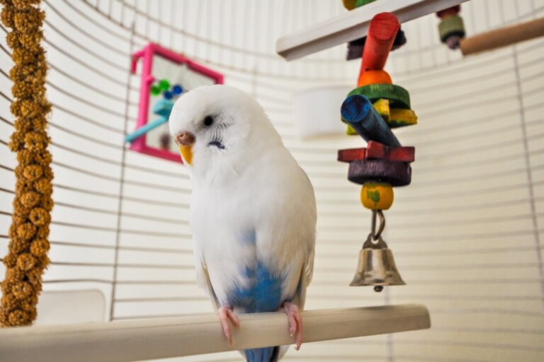 ¿Cómo construir una jaula para aves?