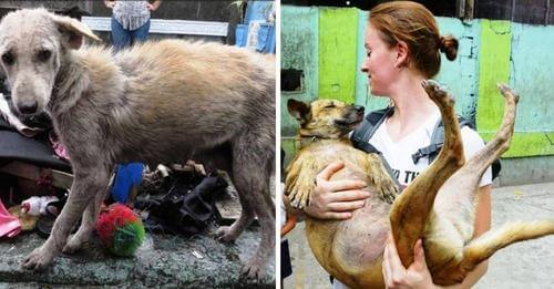 Esta mujer dedica su vida a ayudar perros enfermos y con hambre que viven en un cementerio