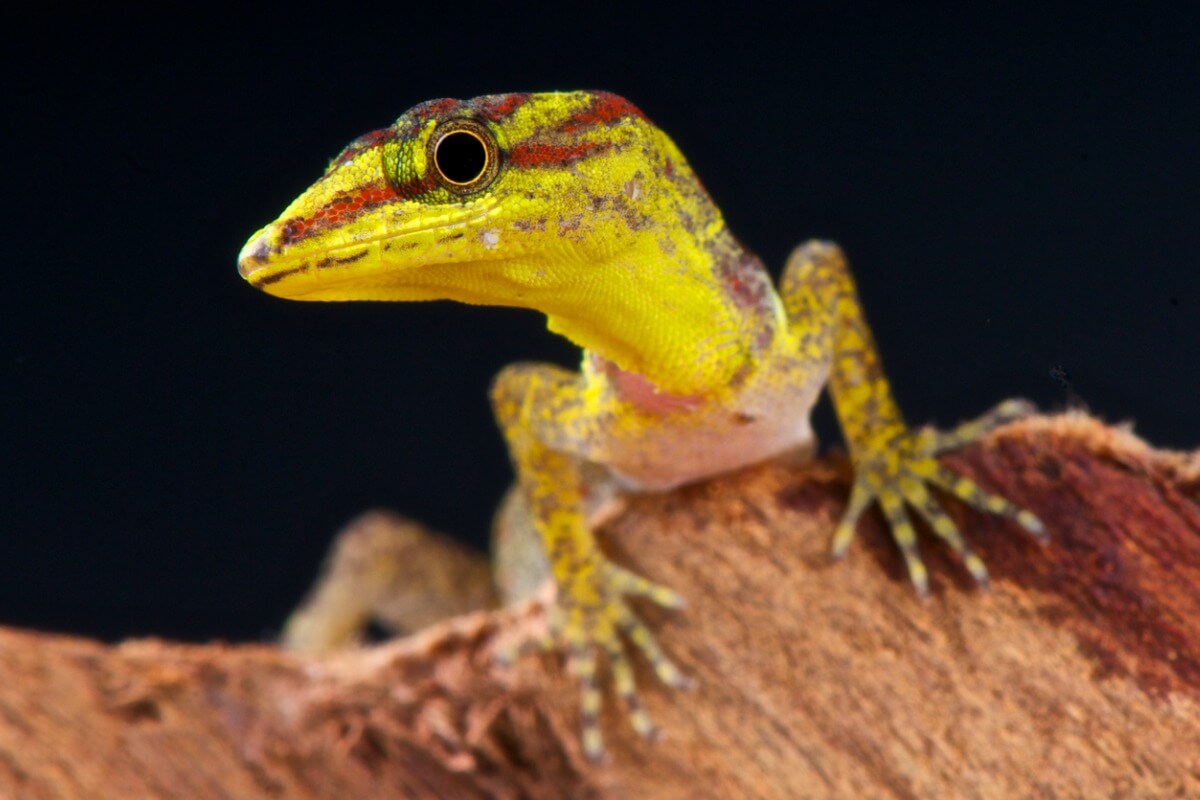 Cómo los huracanes están empujando a las lagartijas a evolucionar