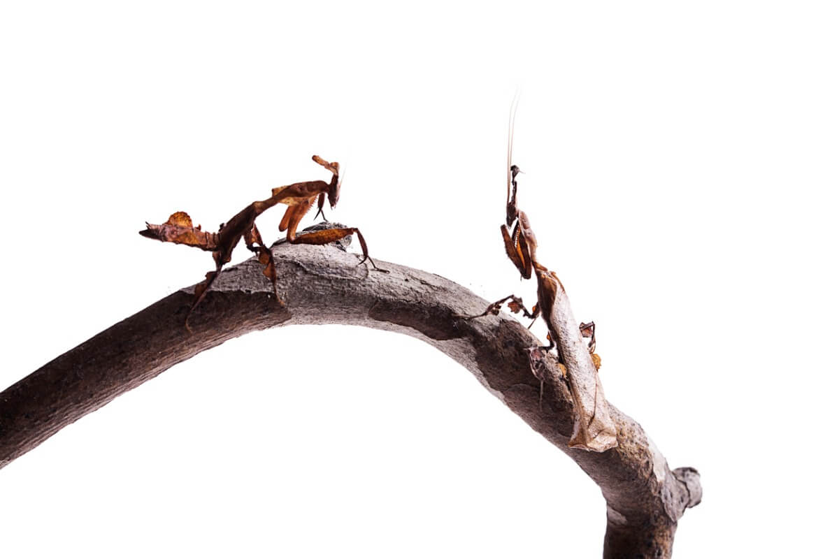 Unas mantis fantasma sobre un fondo blanco.