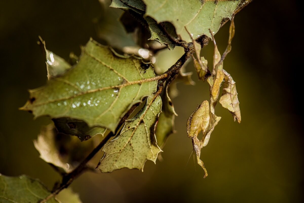 Una mantis hoja sobre una hoja.