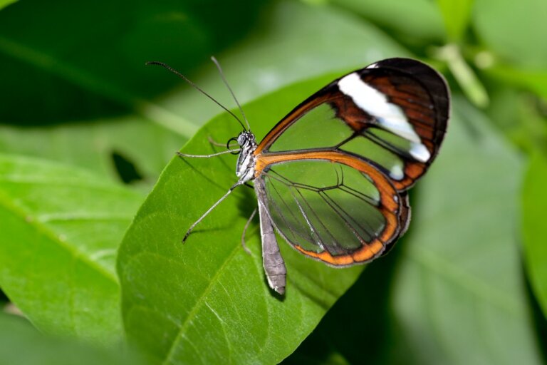 Las 9 mariposas más hermosas de la naturaleza