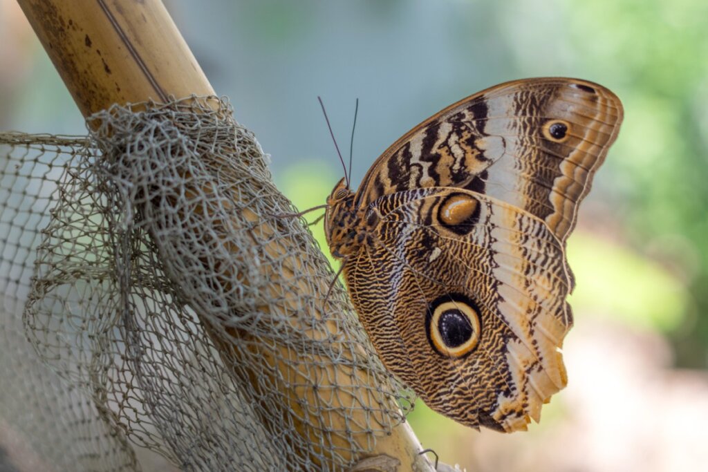 Una mariposa búho sobre un tronco.