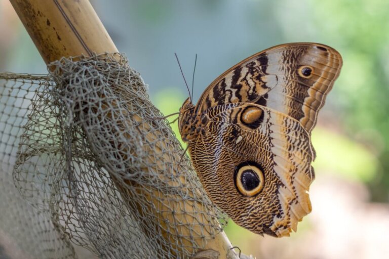 5 curiosidades de la mariposa búho