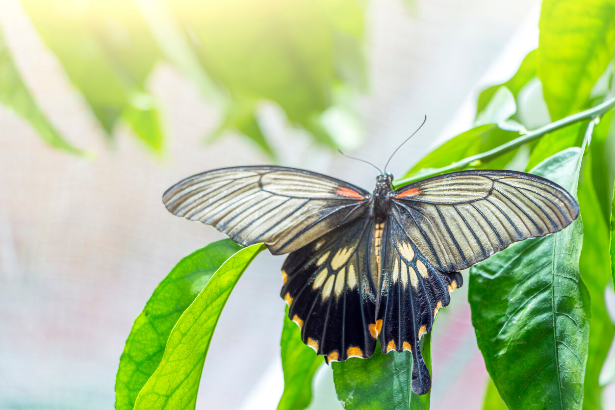 Unos ejemplos de la mariposa clipper azul.