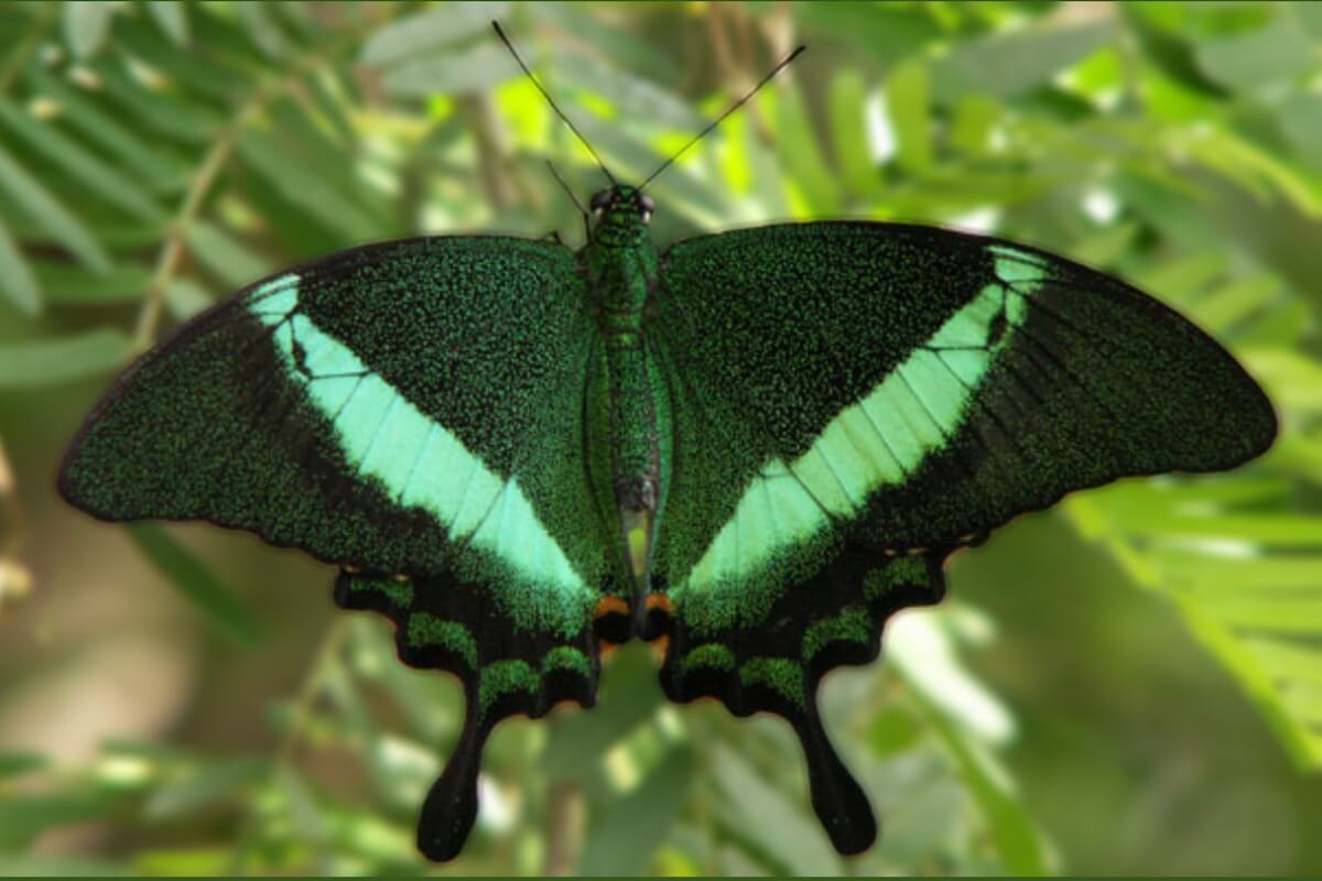 Una de las mariposas más hermosas del mundo.