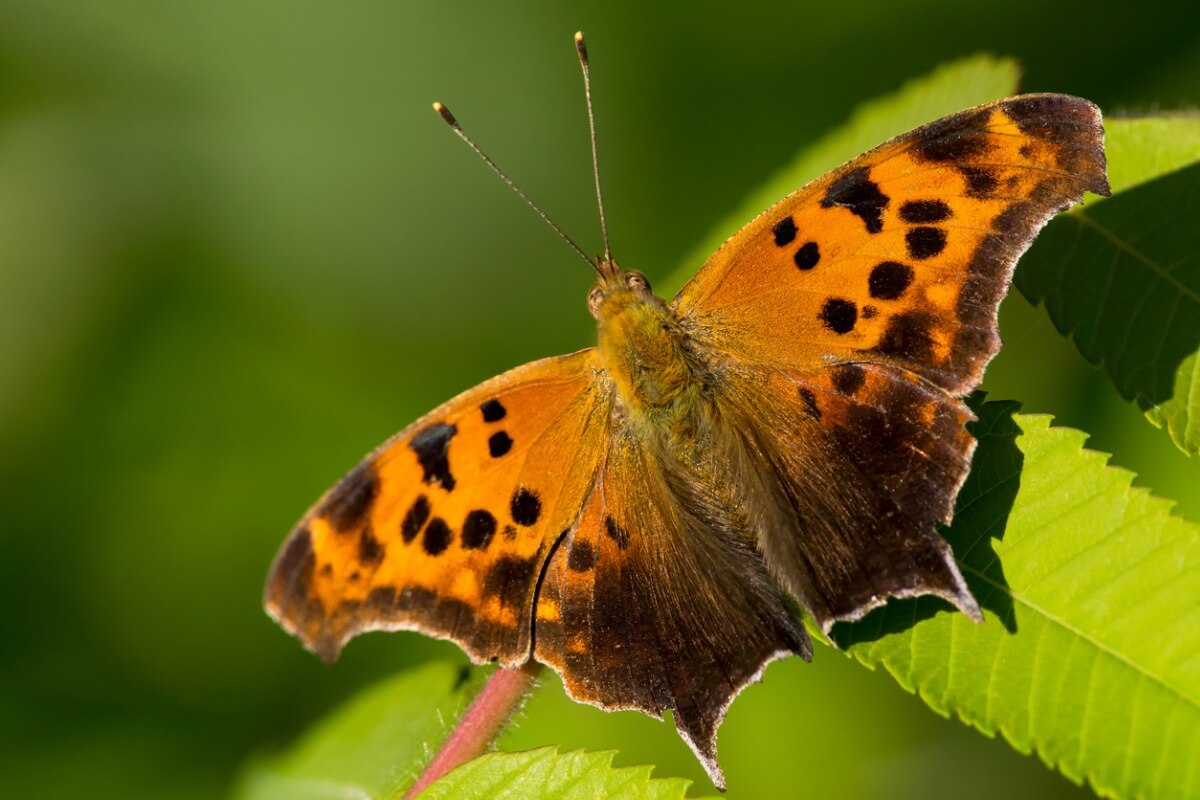 Die Schmetterlinge von Taiwan: Ein ökologisches Wunder