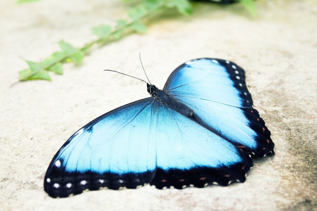 Un papillon morpho.