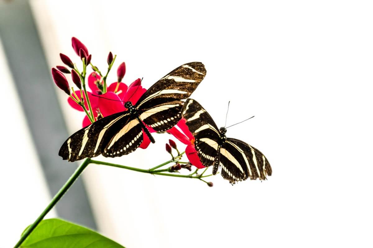 Unas mariposas cebra.
