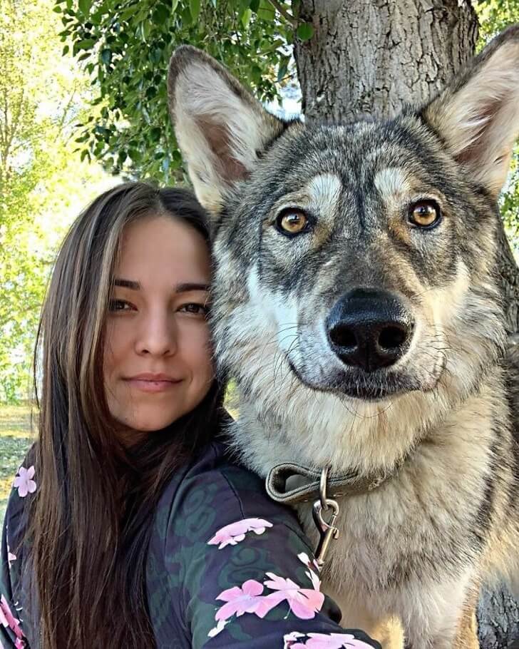 Lobo abandonada doméstica