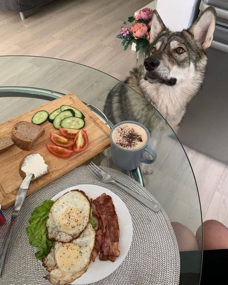 El animal se siente cómodo