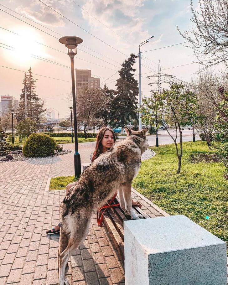 Lobo abandona fue adoptada