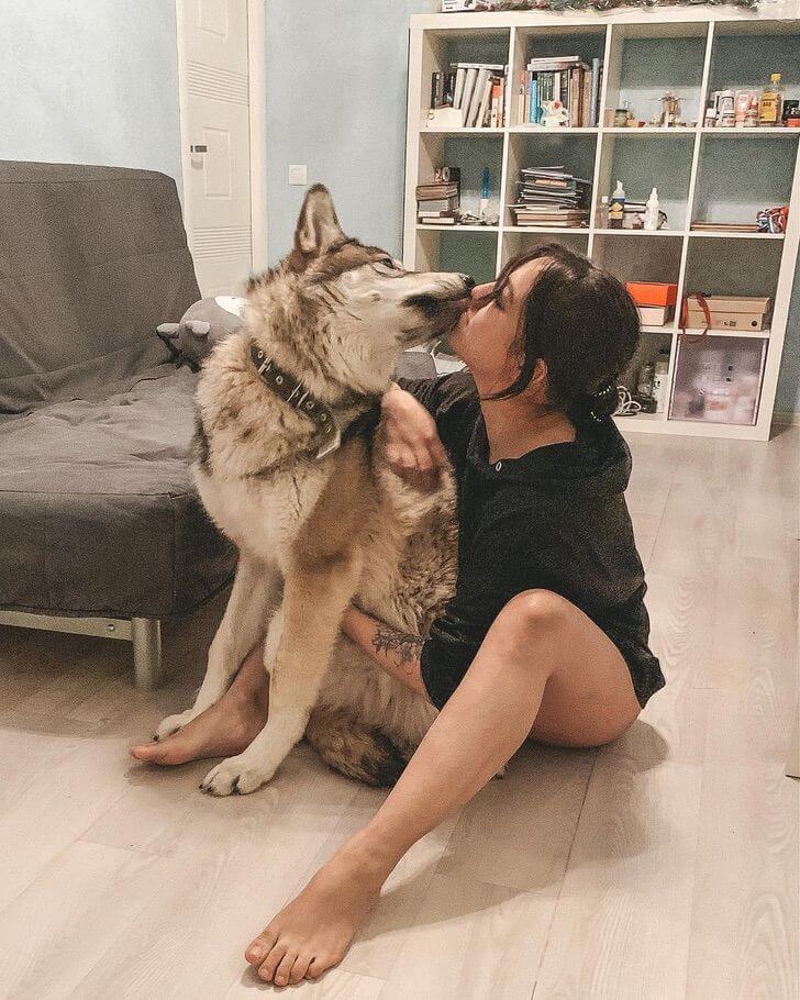 Lobo abandonada feliz